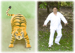Le Tigre - Qi Gong des 5 animaux